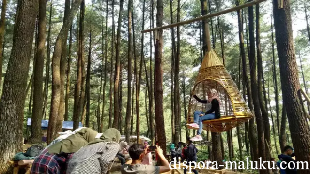 Hutan Pinus Bogor Wisata Alam Aneka Spot Menarik